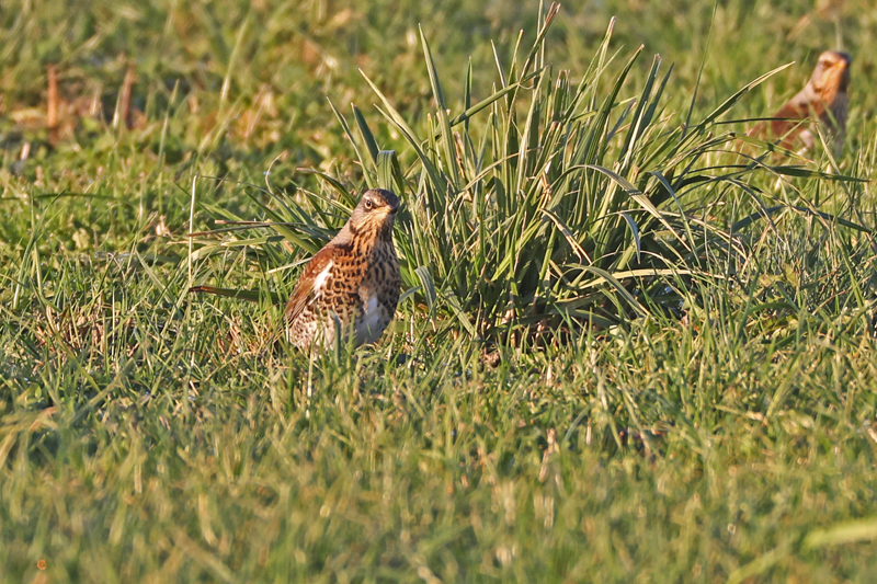 Turdus pilaris Kramsvogel Fieldfare